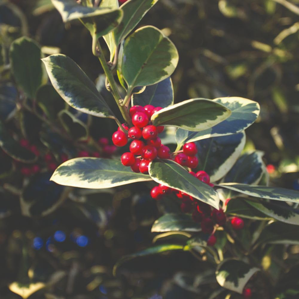 Thompson and Morgan Ilex Holly Altaclerensis Golden King Plant in Pot 35L Image 1