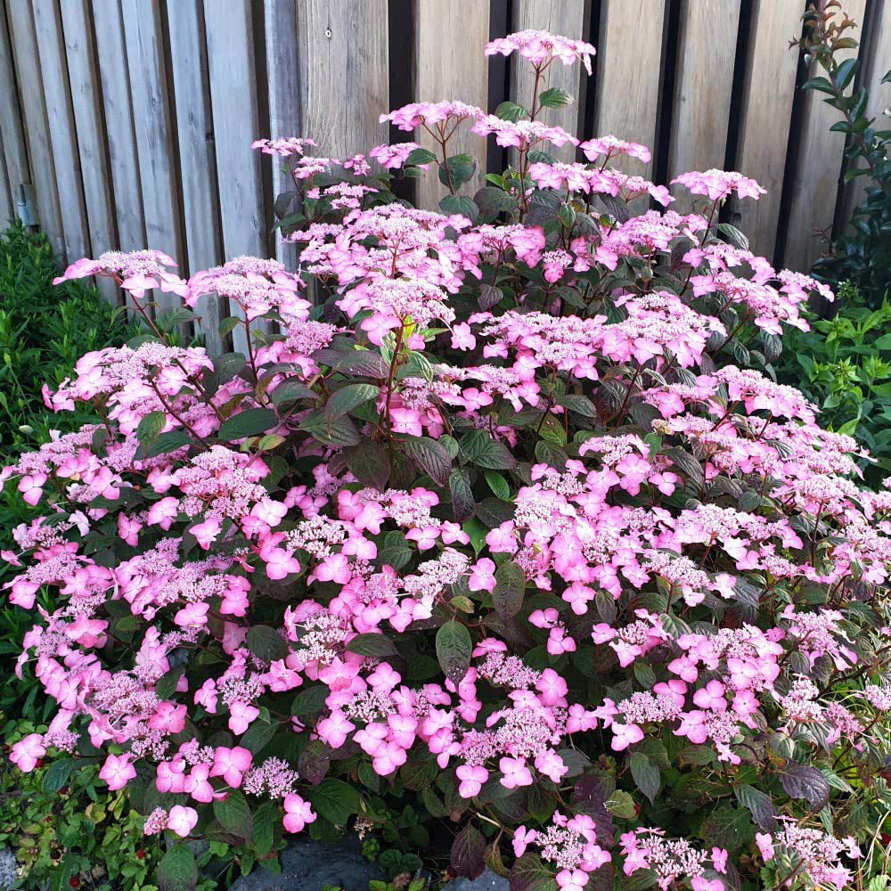 Thompson and Morgan Hydrangea Avelroz Plant Pot 3.6L Image 2