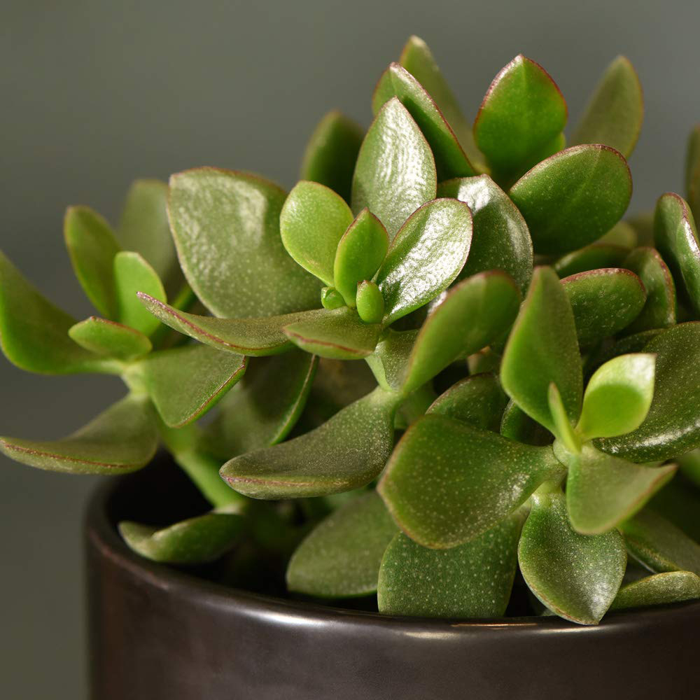 Thompson & Morgan Crassula Hulk Potted Plant 2 Pack Image 3