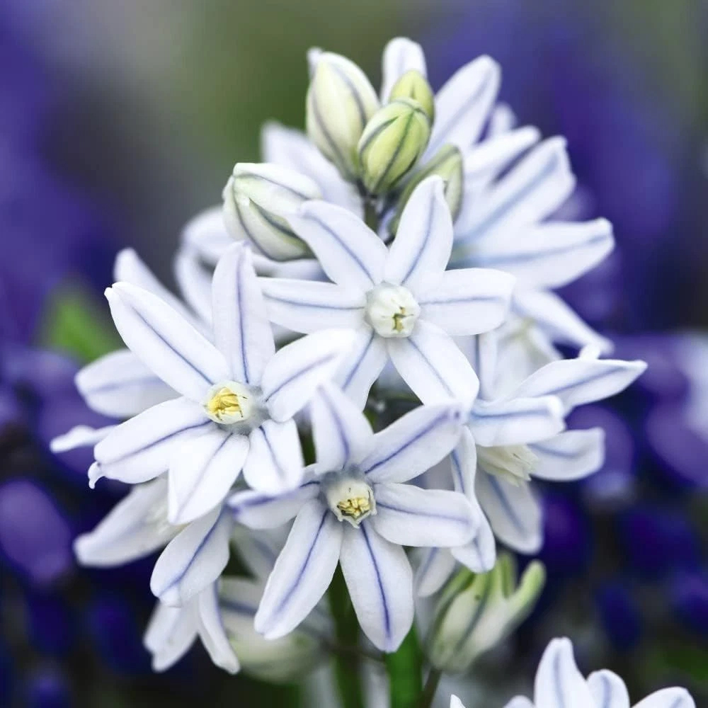 Thompson and Morgan Flowering Collection Spring Planting Bulb 100 Pack Image 3