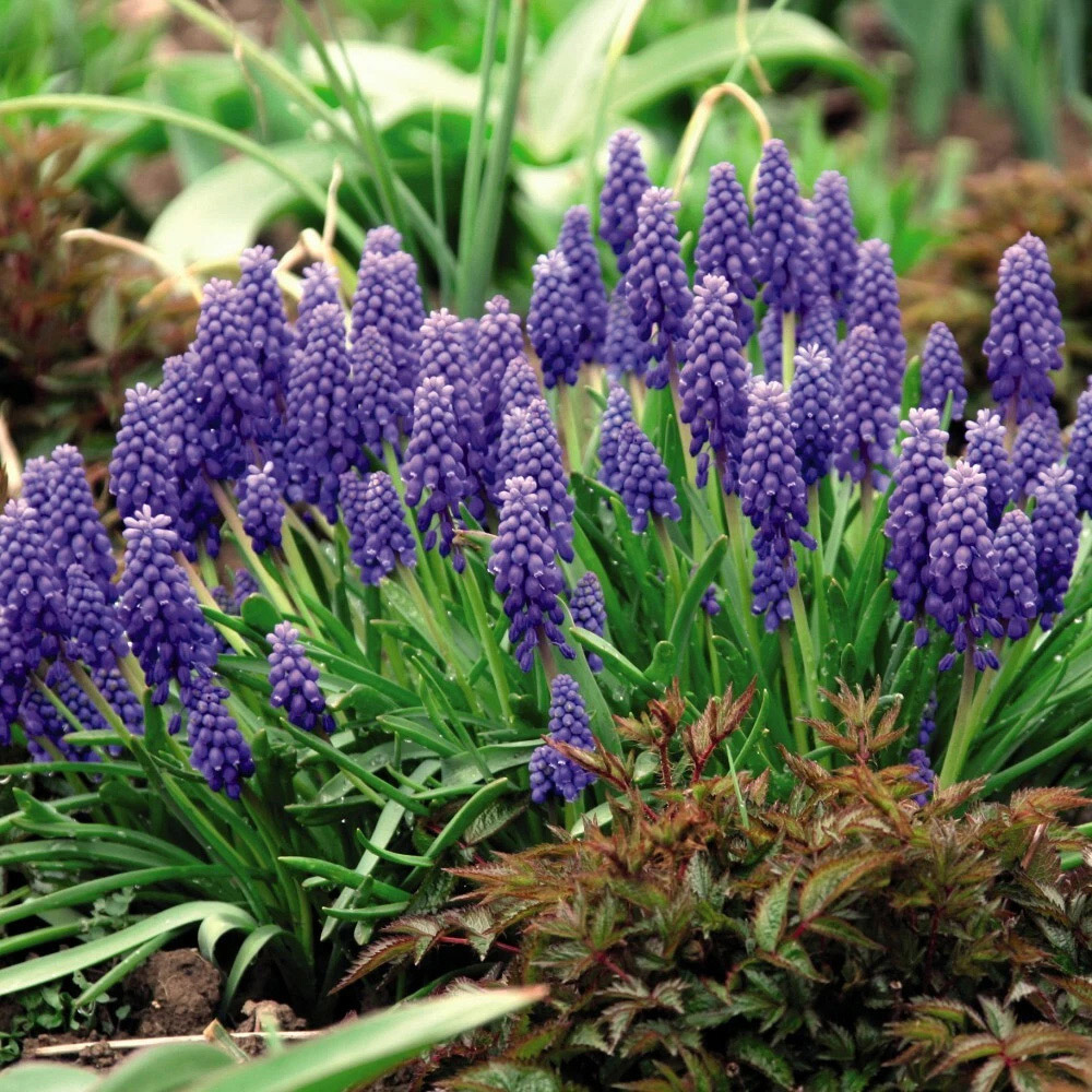 Thompson and Morgan Muscari Armeniacum Autumn Planting Bulb 50 Pack Image 2