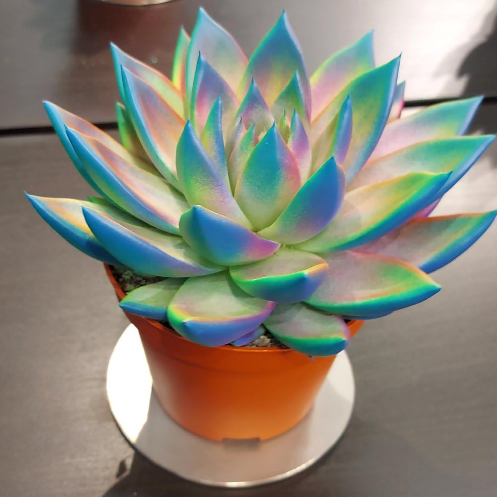 Thompson and Morgan Echeveria Chameleon Plant Pot 12cm Image 2