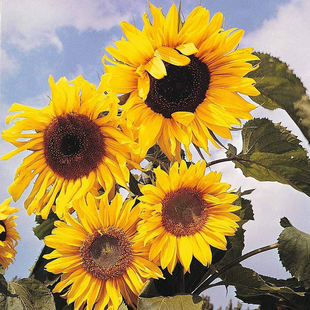 Thompson and Morgan Sunflower Russian Giant Seeds Image 2