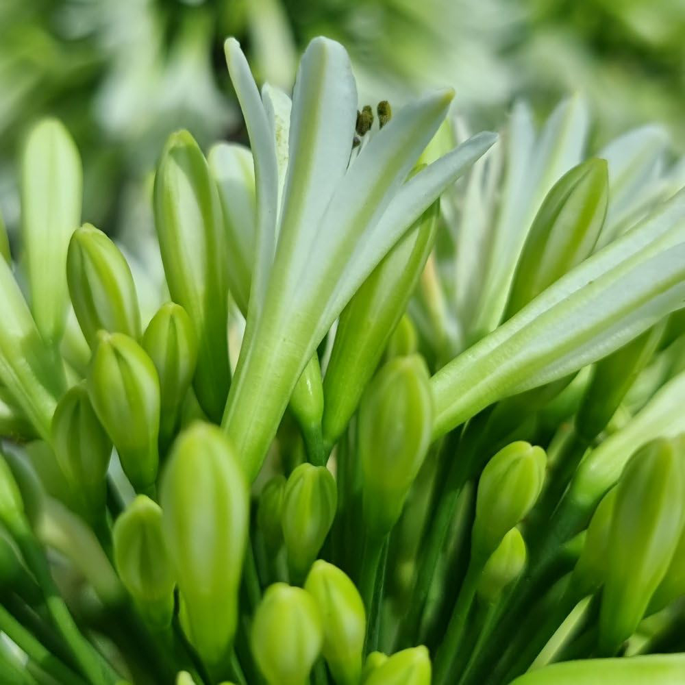 Thompson & Morgan Agapanthus Emerald Ice Plant Pot 9cm 2 Pack Image 2
