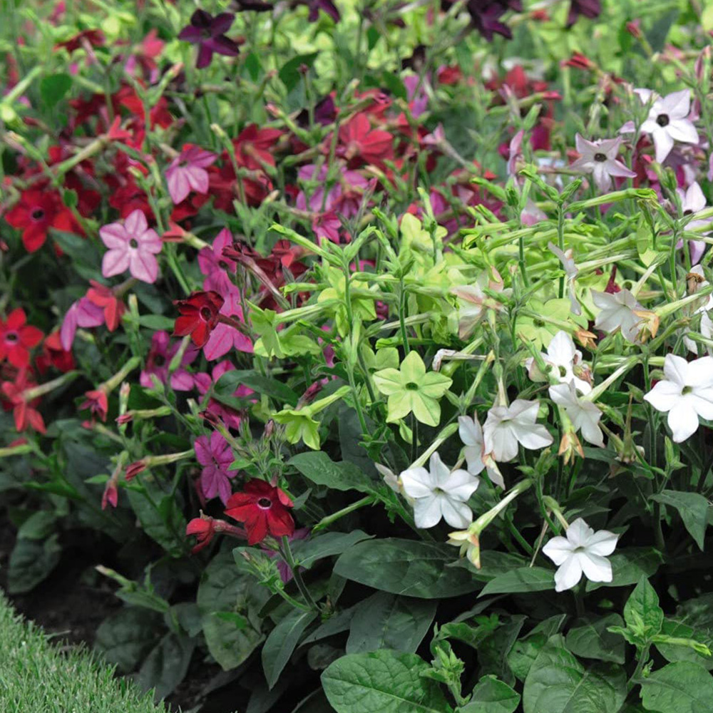 Thompson and Morgan Nicotiana Eau De Cologne Mixed Plant Plugs 36 Pack Image 4