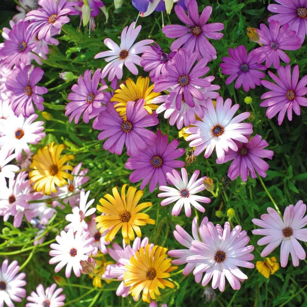 Thompson and Morgan Trailing Daisy Osteo Falling Stars 10 Postiplugs Image 4