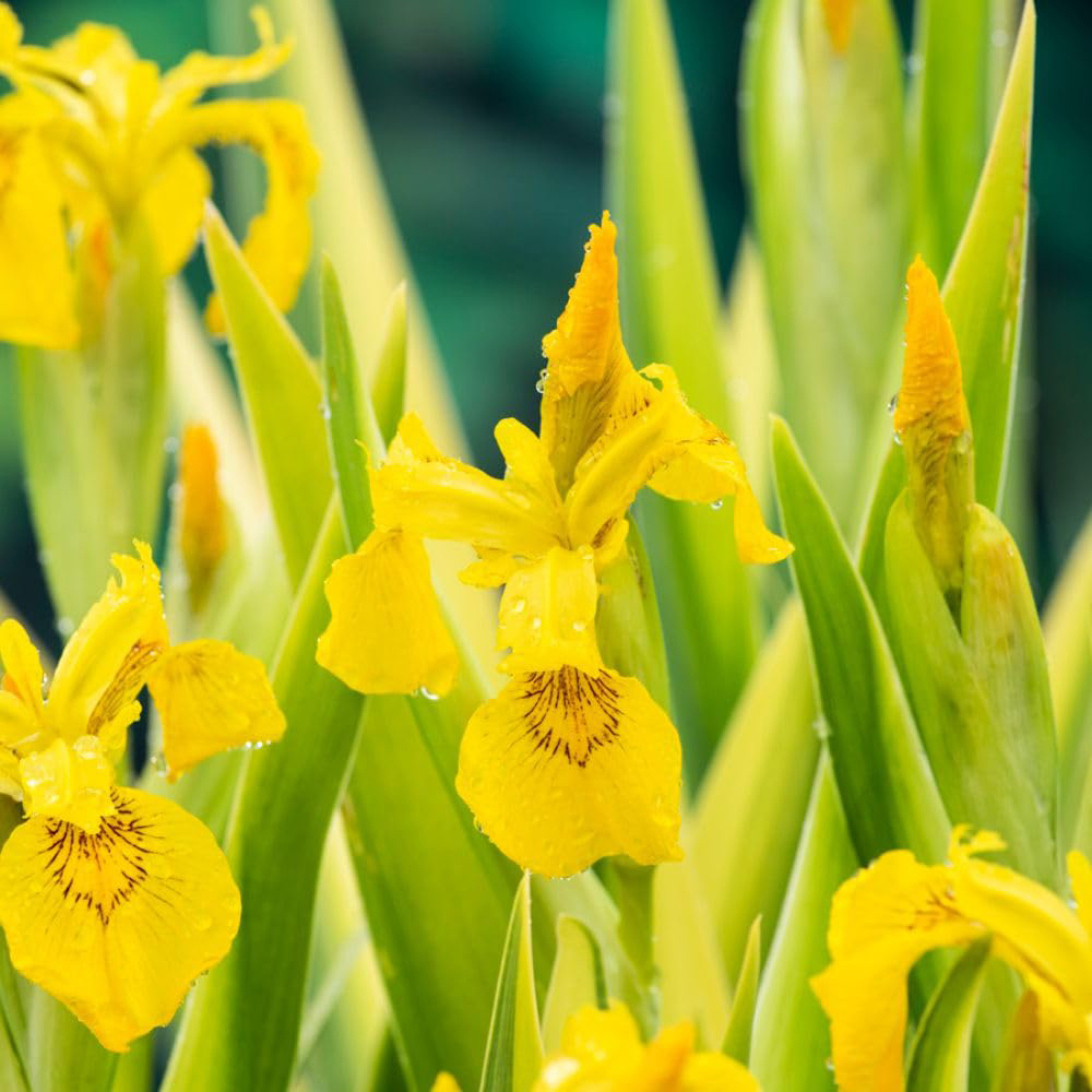 Thompson and Morgan Iris Pseudacorus Variegata Plant Pot 9cm Image 2