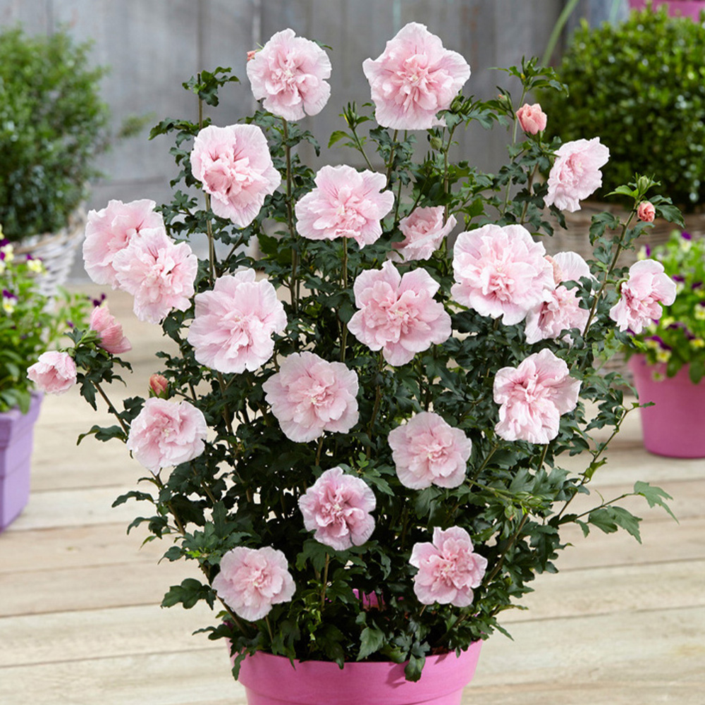 wilko Hibiscus Chiffon Pink Plant Pot Image 2