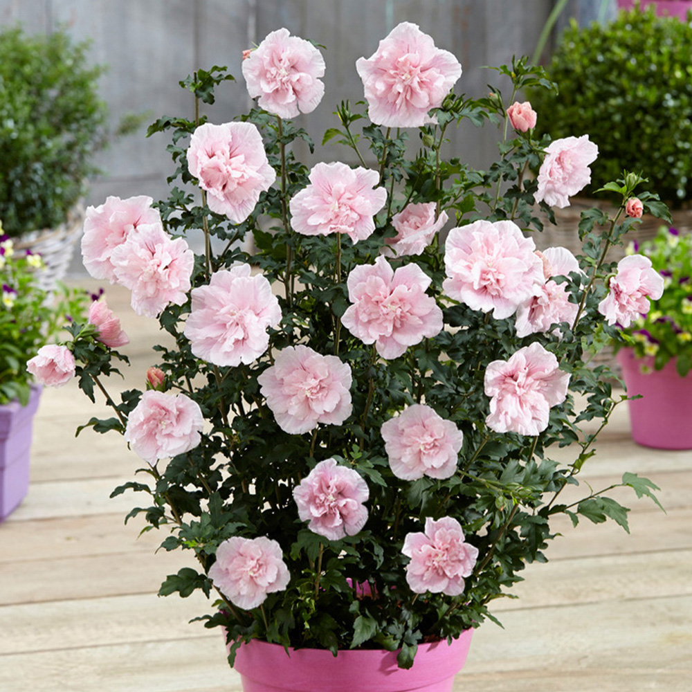 YouGarden Hibiscus Chiffon Pink Plant Pot Image 2