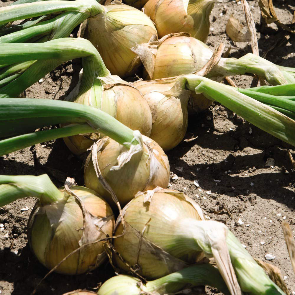Thompson and Morgan Onion Hylander Seeds Image 1