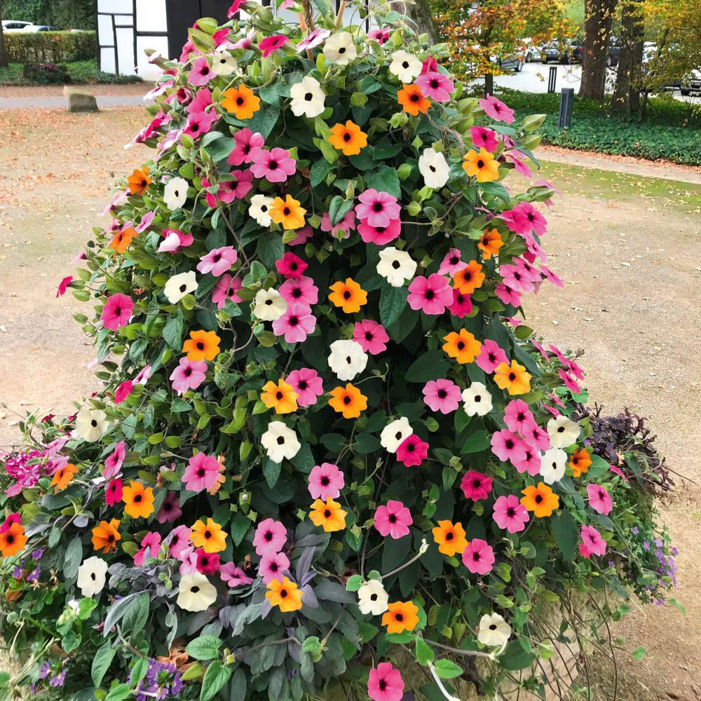 Thompson and Morgan Thunbergia Sunny Susy Tower Pot Collection Plug Plant 10 Pack Image 3
