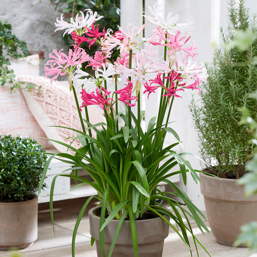 YouGarden Nerine Hybridisers Mix Autumn Planting Bulb 10 Pack Image 2