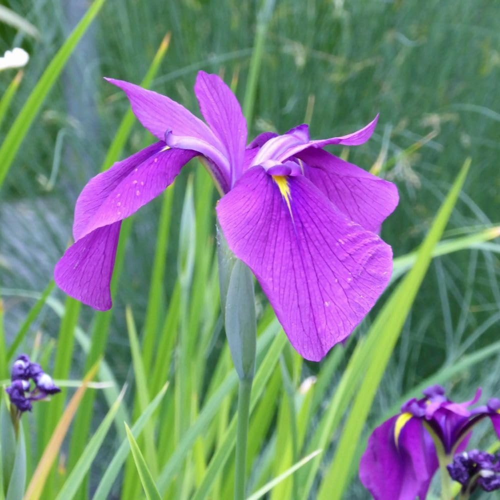 Thompson and Morgan Iris Ensata Kaempferi Plant Pot 9cm 2 Pack Image 3
