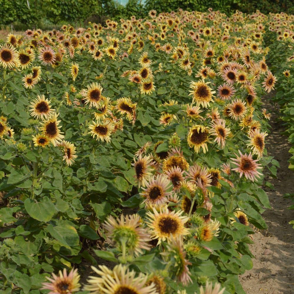 Thompson and Morgan Sunflower Helianthus Annuus Astra Rose Seed Packet Image 4