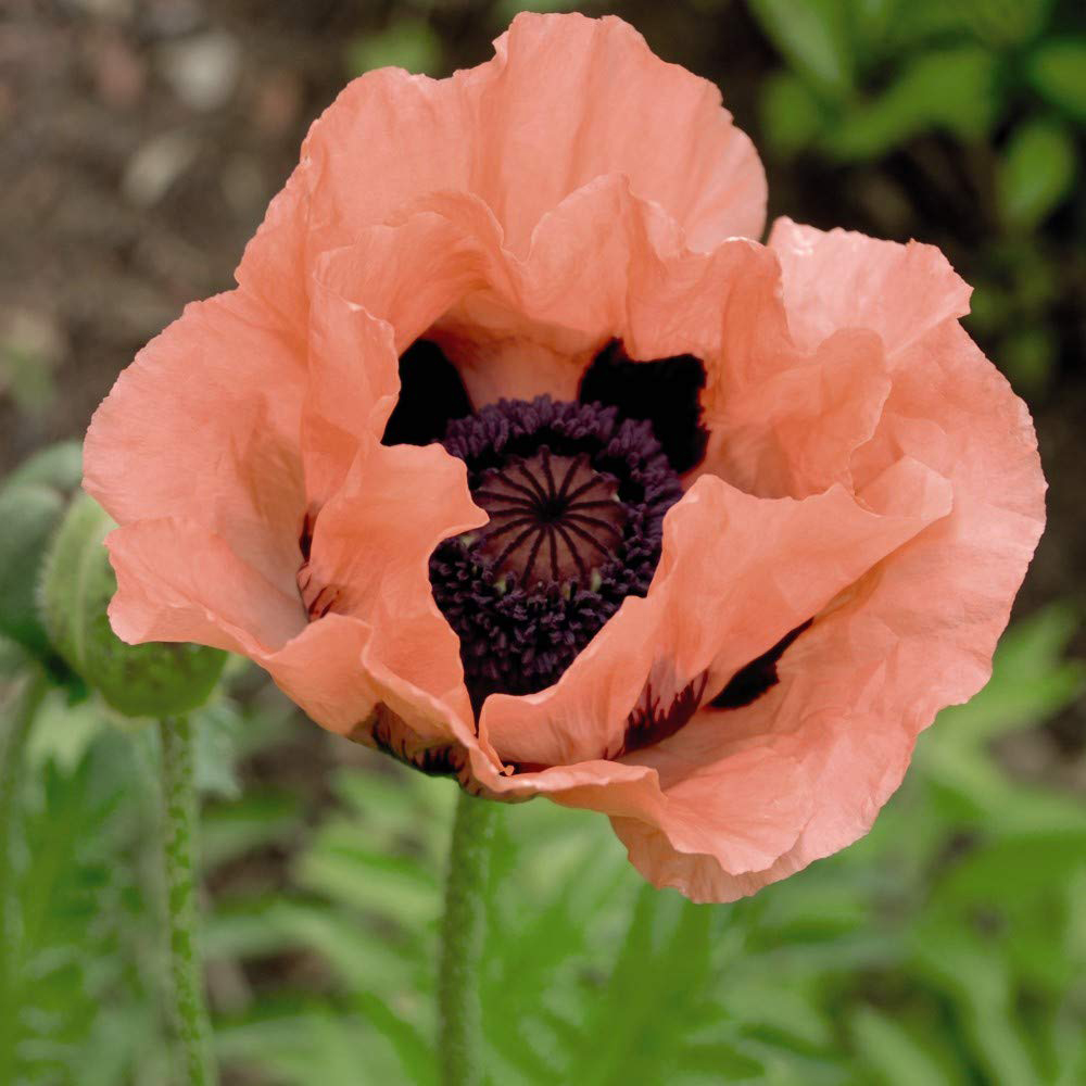 Thompson & Morgan Poppy Oriental Collection Bare Root 4 Pack Image 4