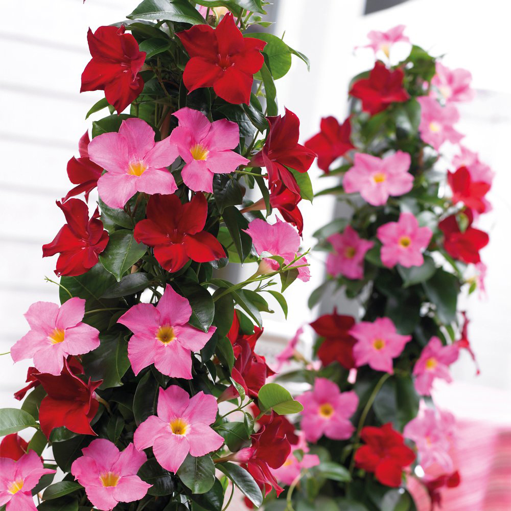 Thompson and Morgan Mandevilla Red Plant Pot 10.5cm Image 2