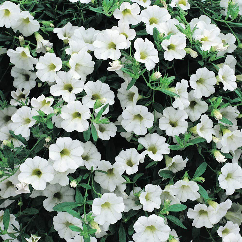 Thompson and Morgan Calibrachoa Million Bells Postiplugs 20 Pack Image 6