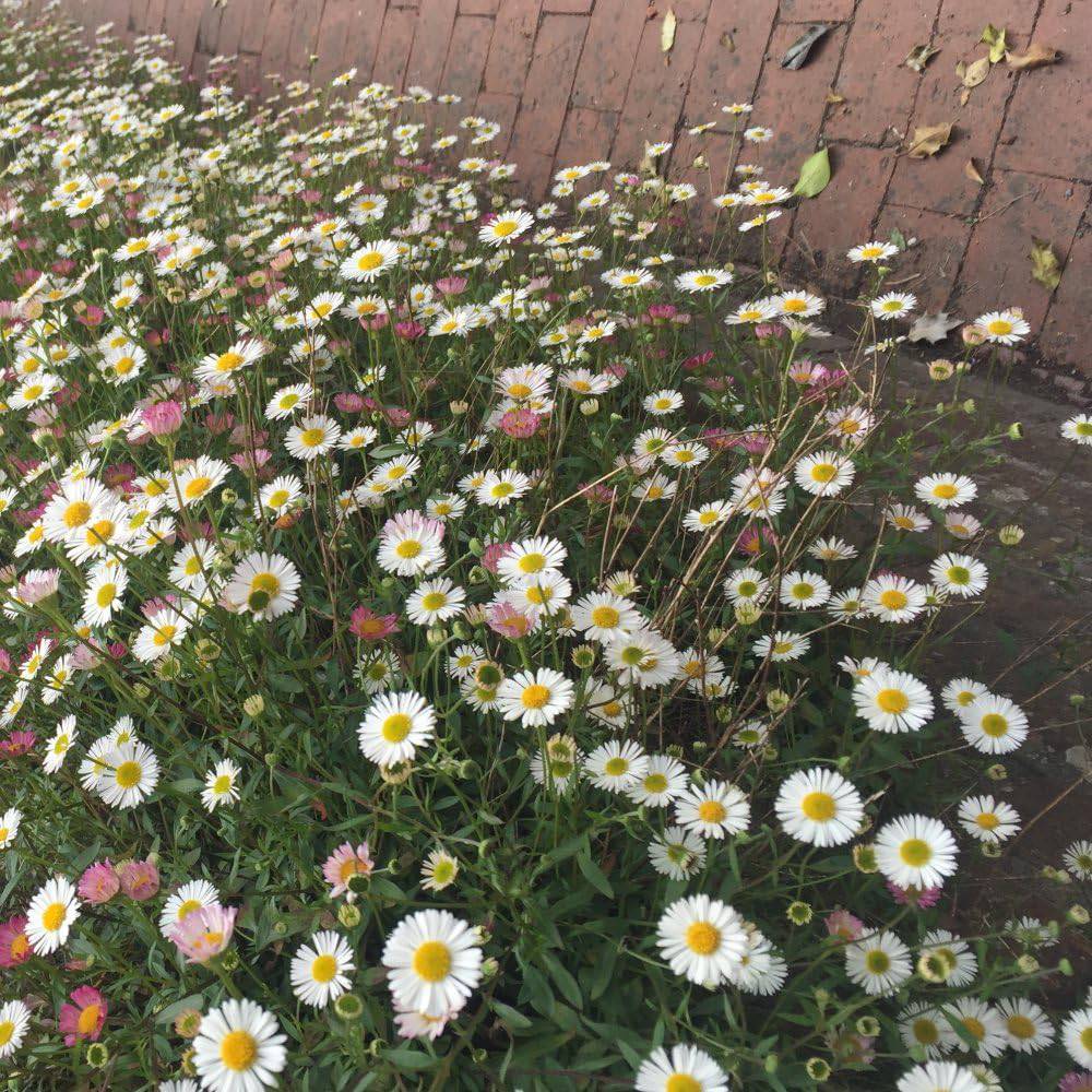 Thompson & Morgan Erigeron Karvinskian Profusion Seeds Image 2