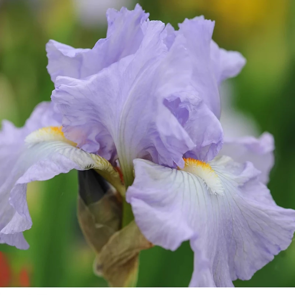 Thompson and Morgan Iris Re-Blooming Collection Rhizome 5 Pack Image 2