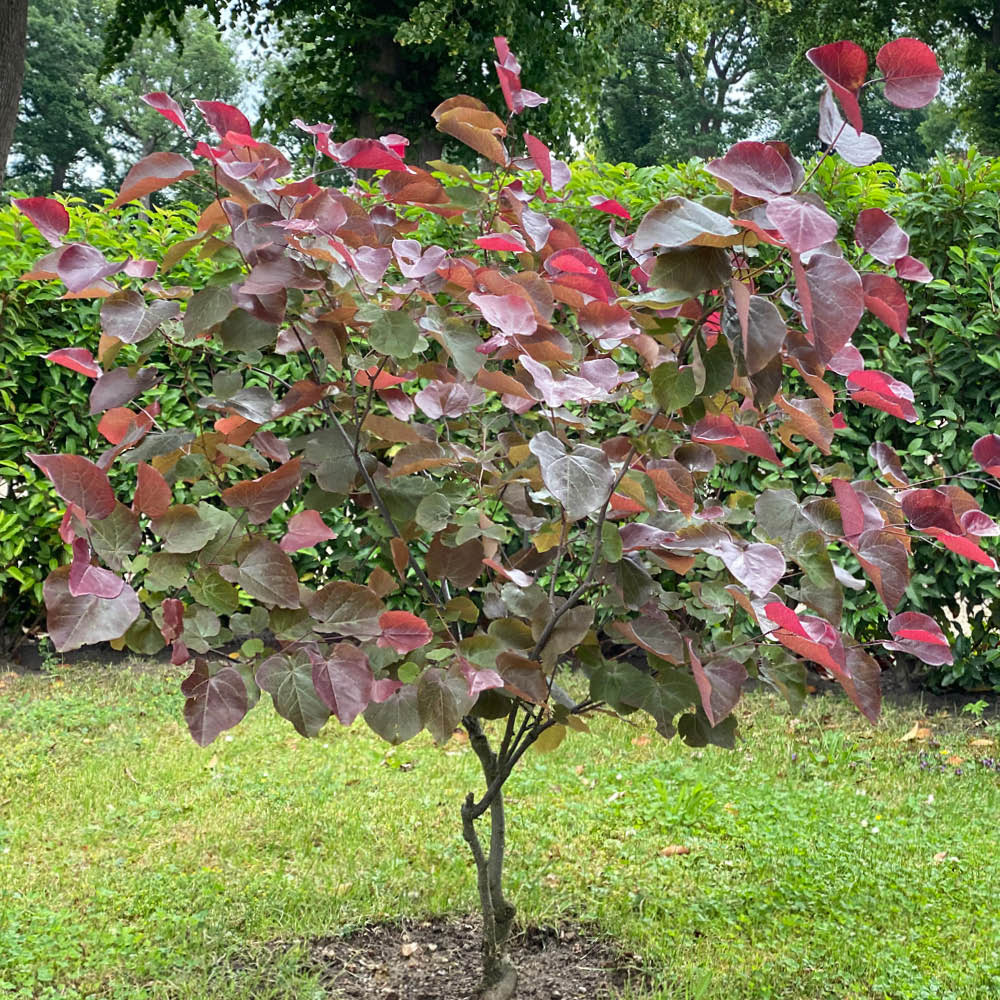 YouGarden Eastern Redbud Cercis Canadensis Merlot Plant Pot 9cm 3 Pack Image 3