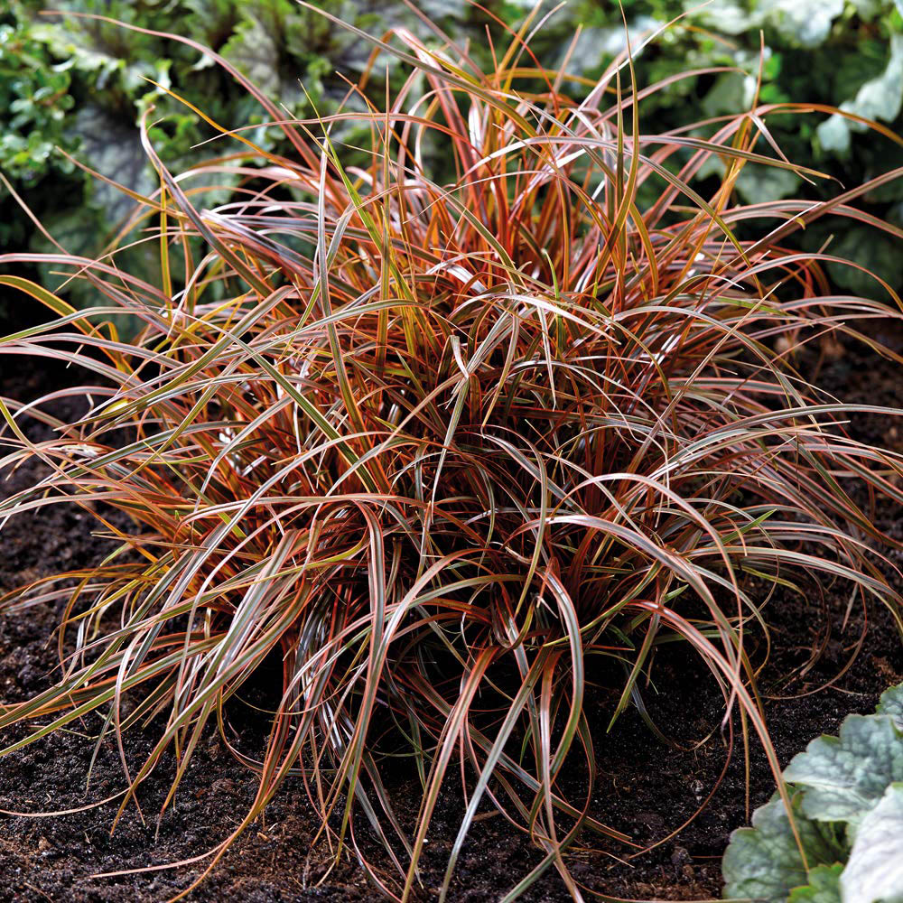 Thompson and Morgan Grass Uncini Everflame Potted Plant 9cm 3 Pack Image 4