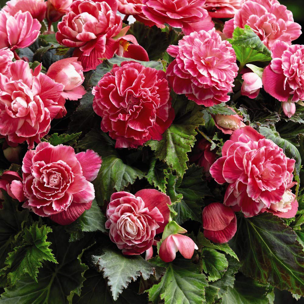 Thompson & Morgan Begonia Camelia Tuber 10 Pack Image 1