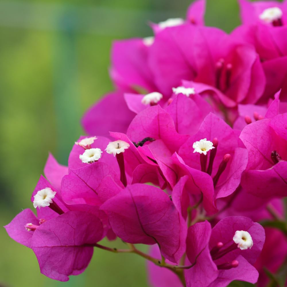 Thompson and Morgan Bougainvillea Alexandra Pyramid Plant Pot 17cm Image 4