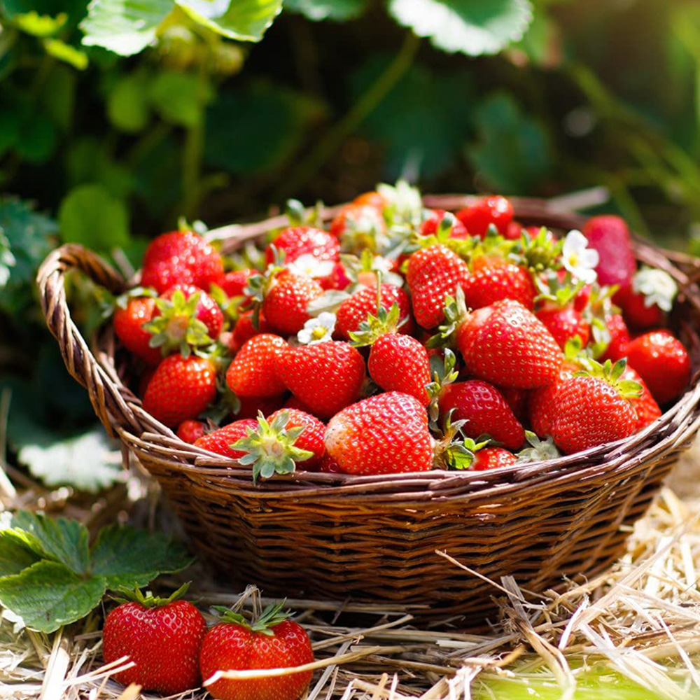 Thompson and Morgan Strawberry Fragaria Honeoye Plant in Pot 9cm 12 Pack Image 2