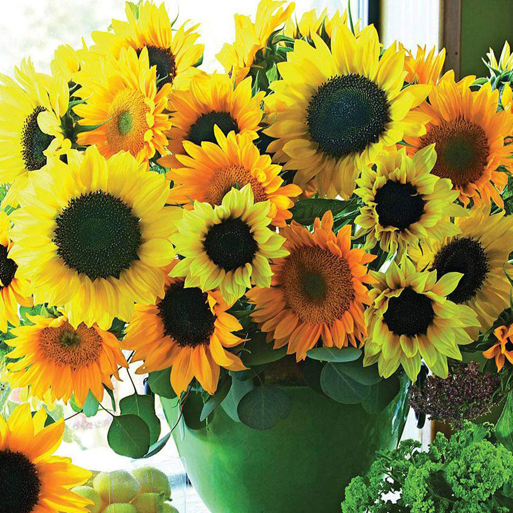 Thompson & Morgan Helianthus Van Gogh Seeds Image 2