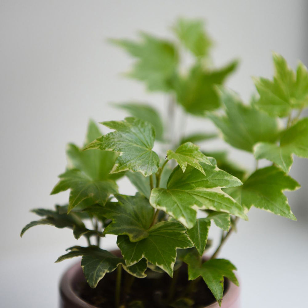 Thompson and Morgan Hedera Mix Plant Pot 6cm 6 Pack Image 4