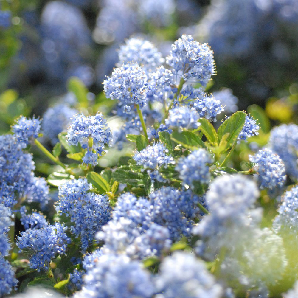 Thompson and Morgan Ceanothus Repens Plant Pot 3.6L Image 1