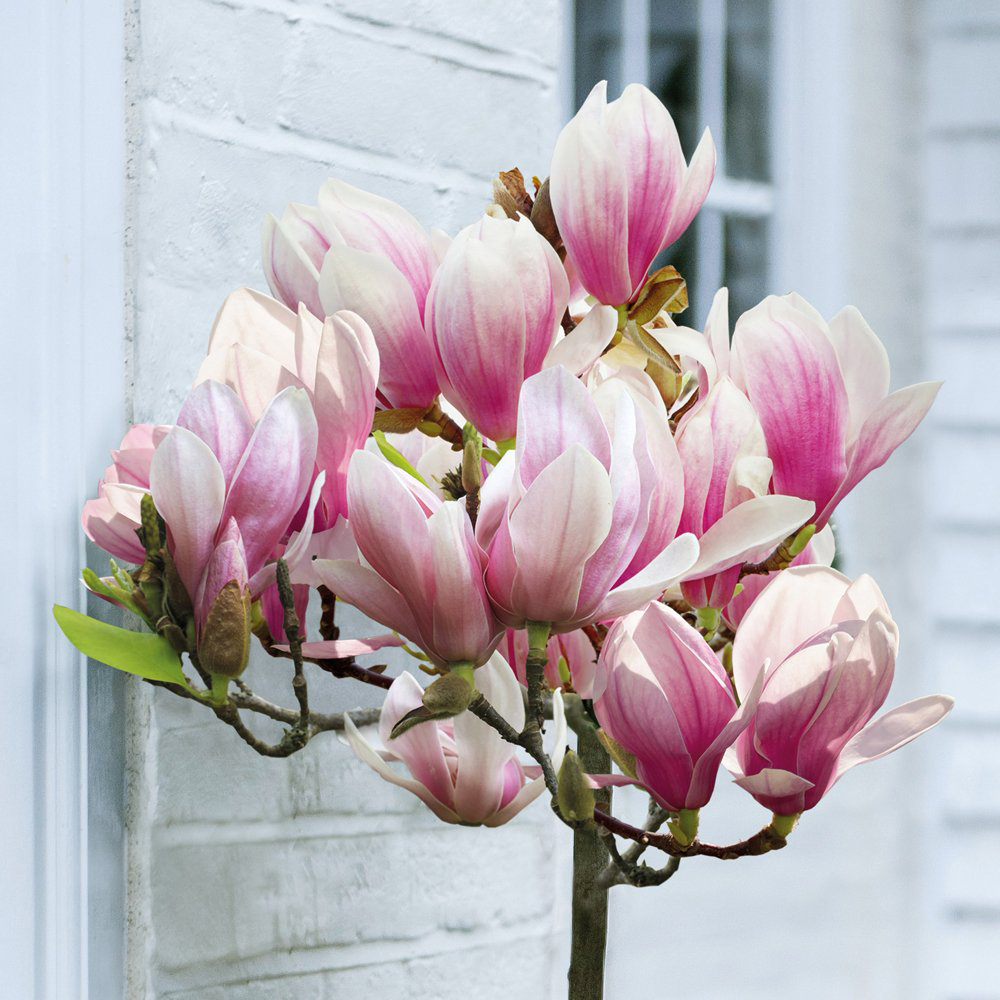 Thompson and Morgan Standard Magnolia Red Lucky Grafted Bare Root 4 Pack Image 4