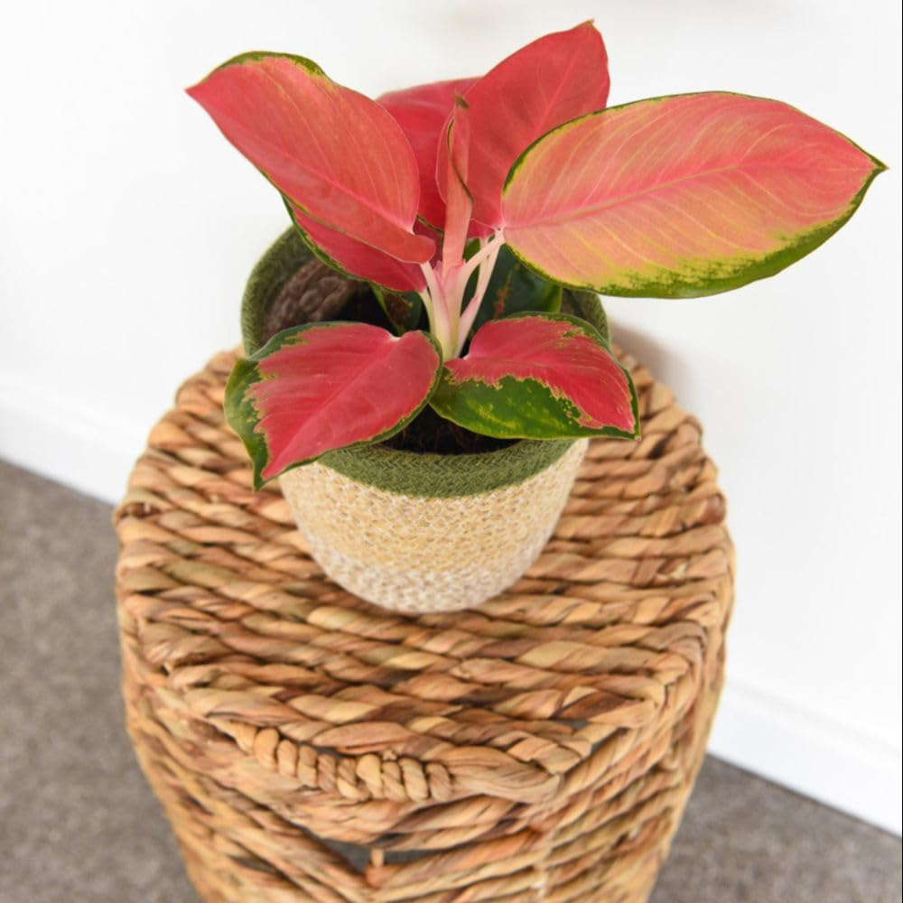Thompson & Morgan Aglaonema Orange Star 12cm Potted Plant 2 Pack Image 3