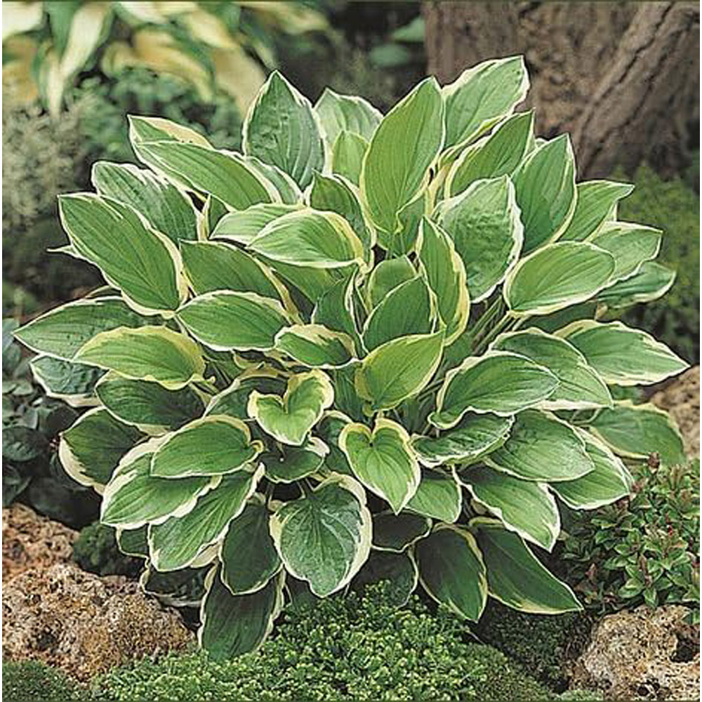 Thompson & Morgan Hosta So Sweet Plant Pot 9cm 2 Pack Image 1