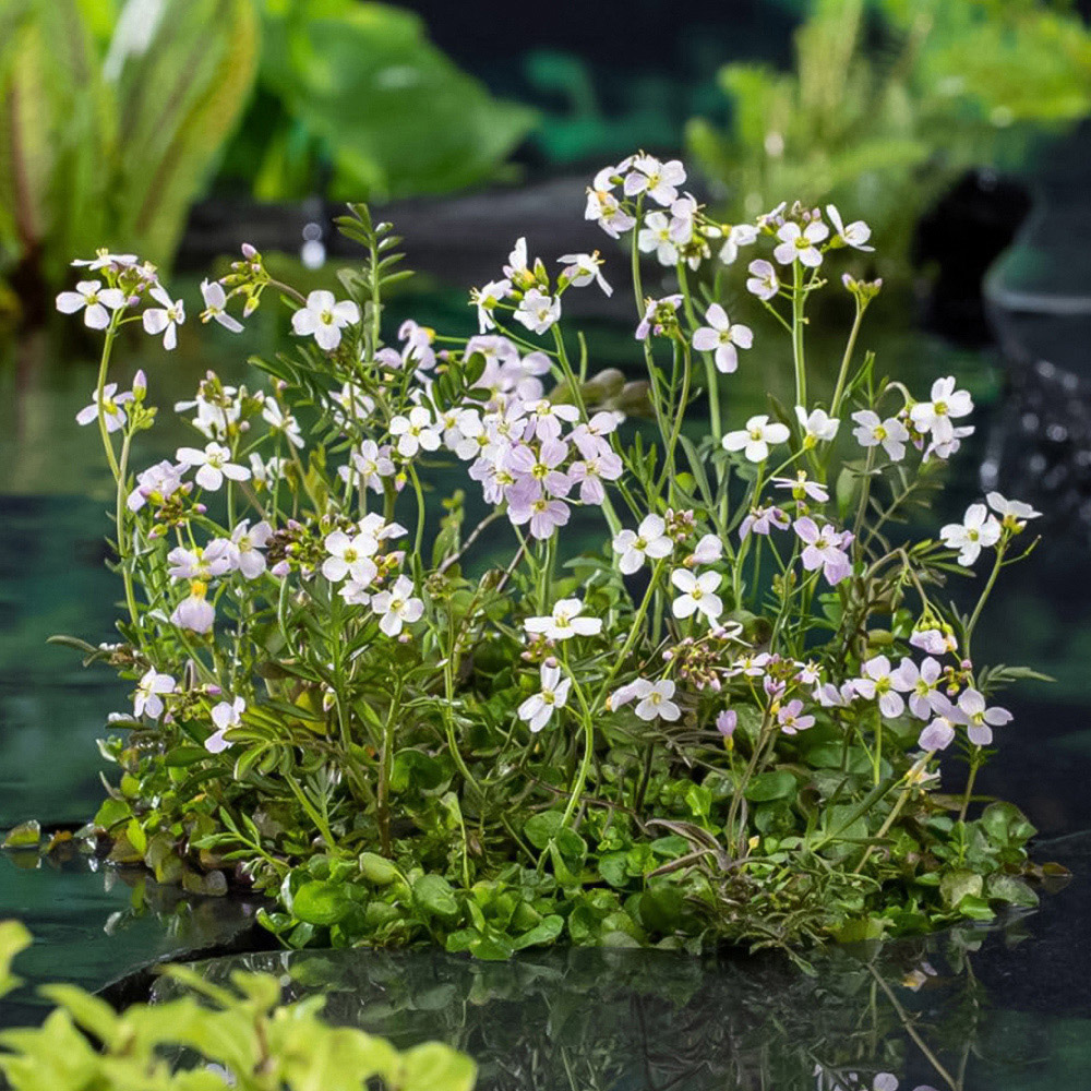 Thompson and Morgan Cardamine Pratensis Plant Pot 1L 3 Pack Image 2