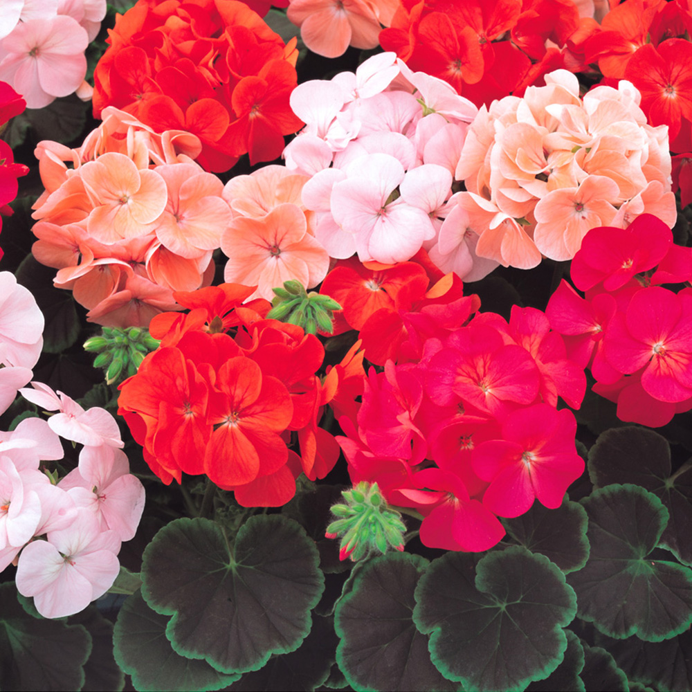 YouGarden Geranium Bullseye Mix Plug Plant 12 Pack Image 1