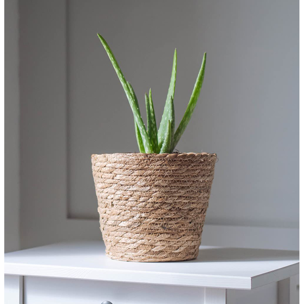 Thompson & Morgan Aloe Vera Potted Plant Image 6