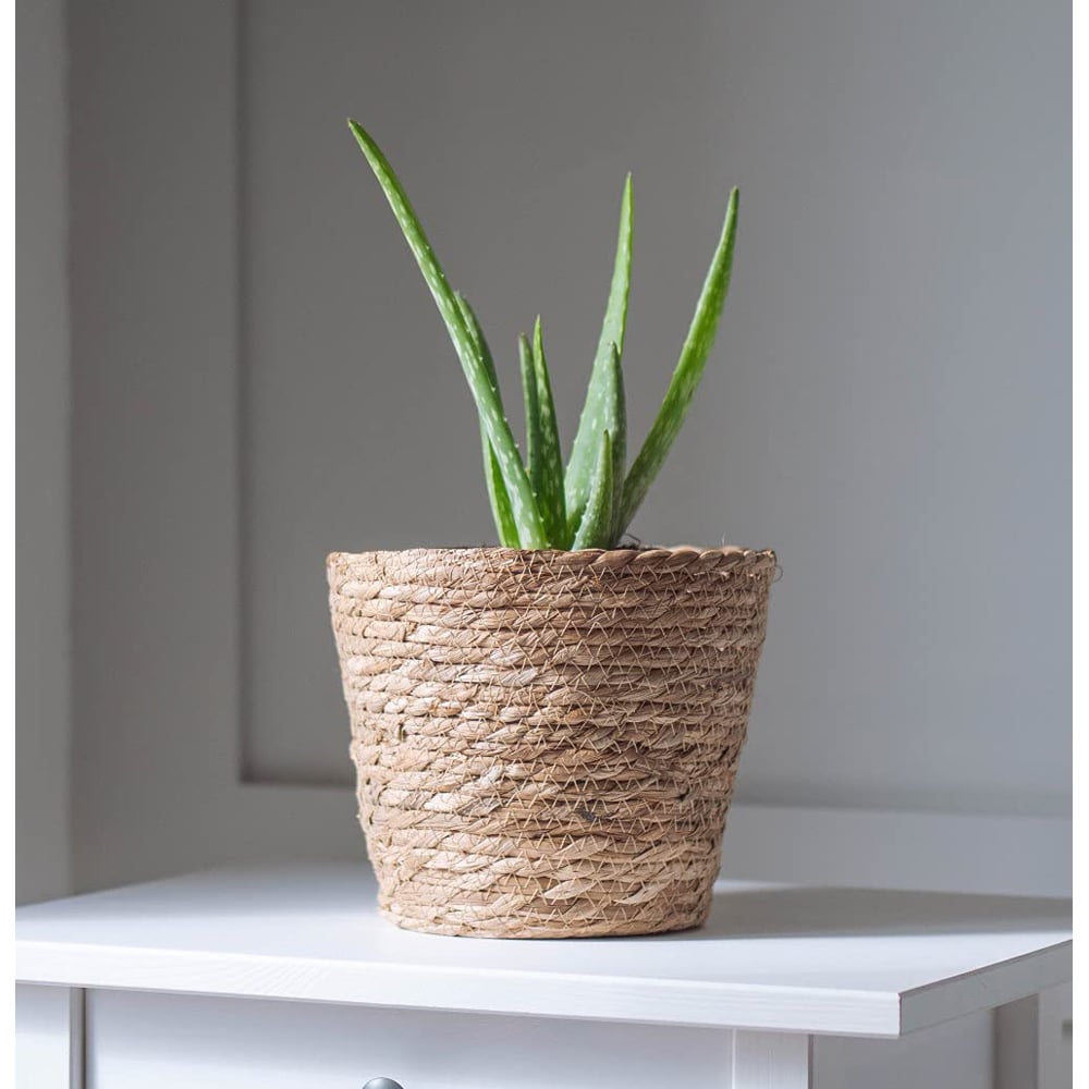 Thompson & Morgan Aloe Vera Potted Plant 2 Pack Image 6