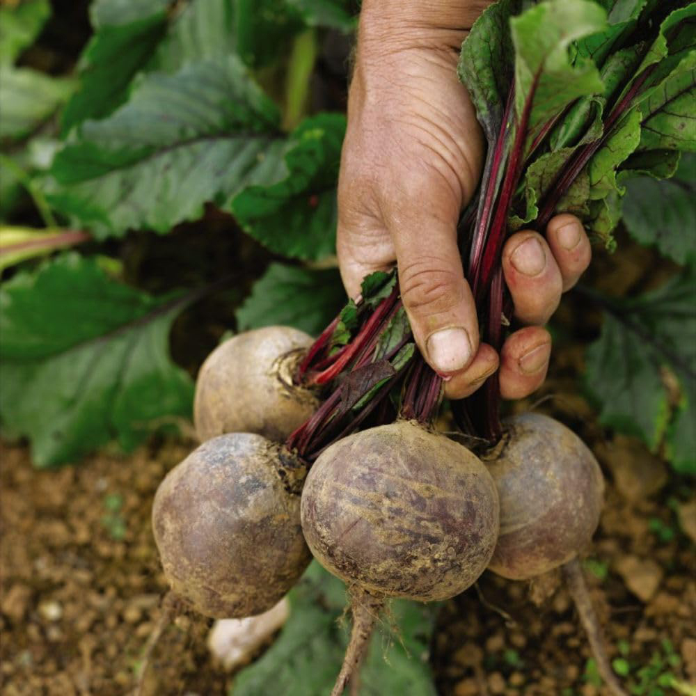 Thompson and Morgan Beetroot Boltardy Seeds 3 Pack Image 3