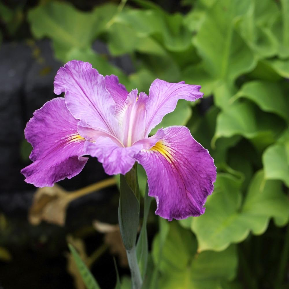 Thompson and Morgan Iris Ensata Plant Pot 1L 3 Pack Image 2