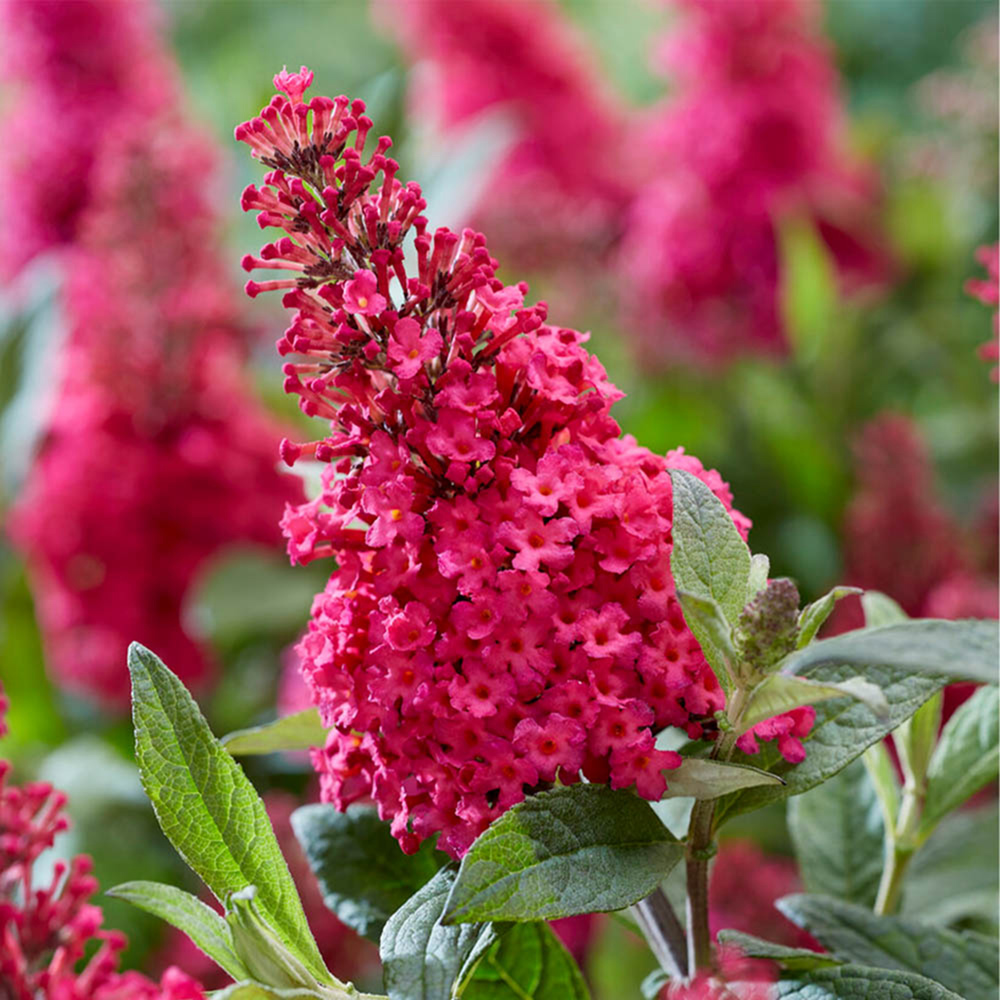YouGarden Buddleia Butterfly Candy Collection Plant Pot 3 Pack Image 4
