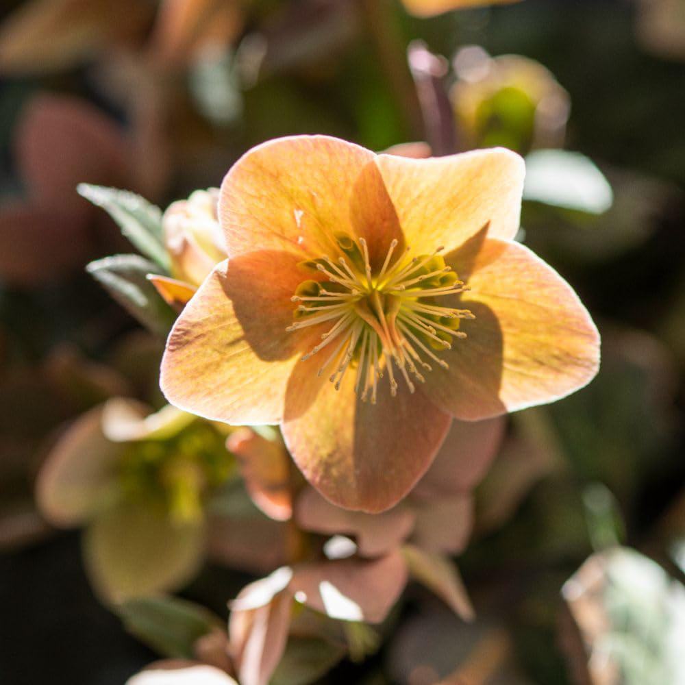 Thompson & Morgan Helleborus x Ballardiae Merlin Plant Pot 3L 3 Pack Image 3