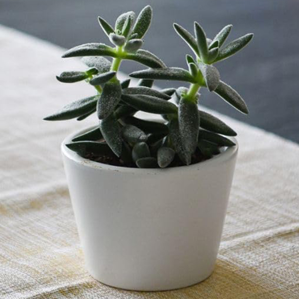 Thompson and Morgan Crassula Tarantula Plant Pot 8.5cm 2 Pack Image 1