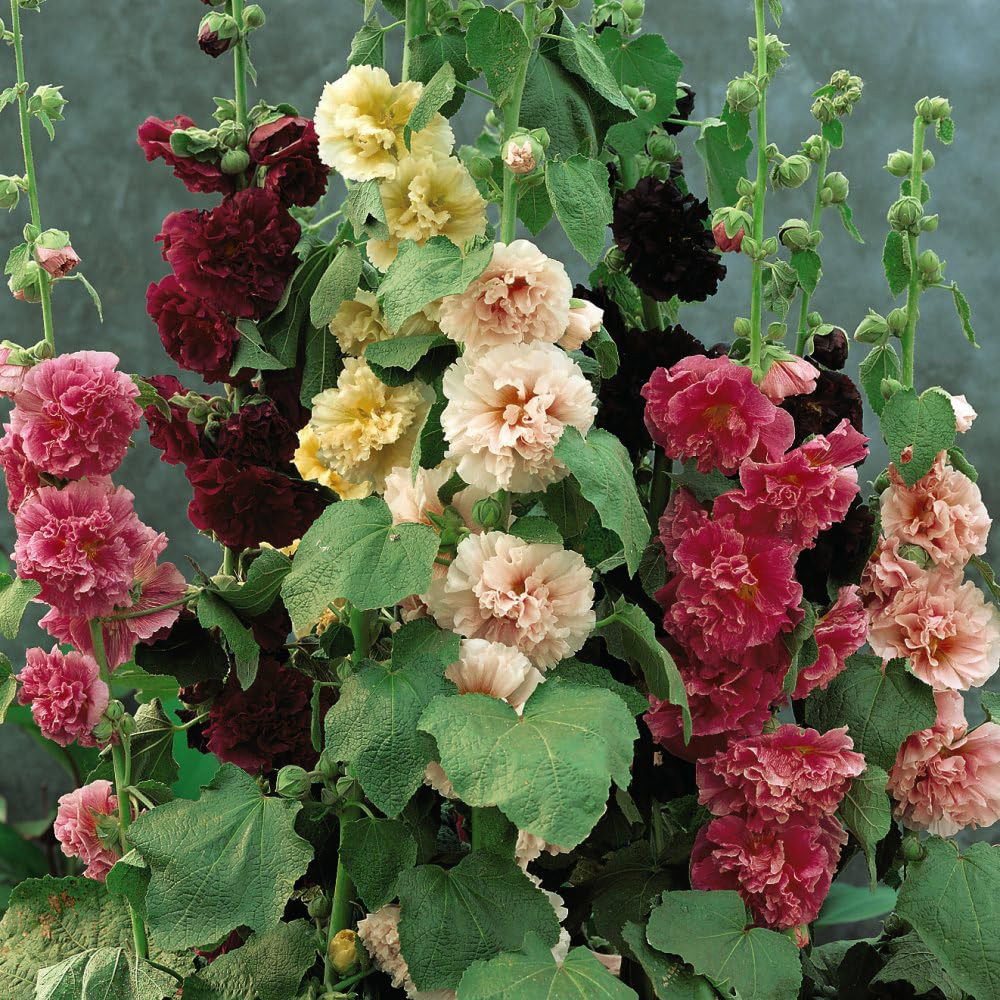 Thompson and Morgan Hollyhock Alcea Chaters Double Mixed Plant Pot 1L 3 Pack Image 3