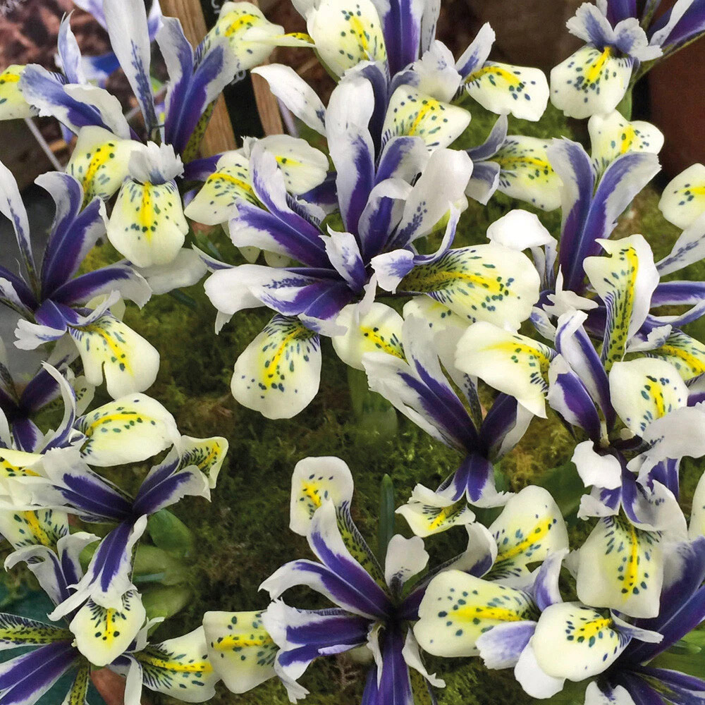 Thompson and Morgan Iris Eyecatcher Spring Planting Bulb 32 Pack Image 4