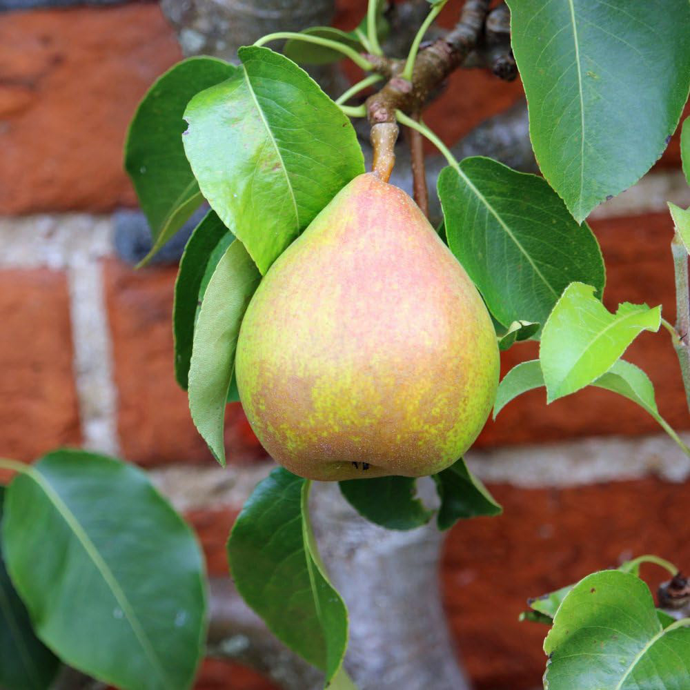 Thompson and Morgan Wonder Tree Pear Doyenne Du Comice Plant in Pot 24cm Image 3