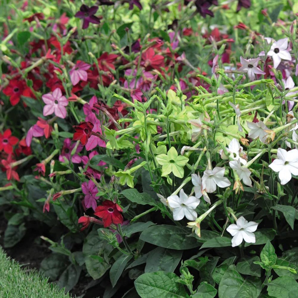 Thompson and Morgan Nicotiana Eau De Cologne Mixed Plant Plugs 24 Pack Image 4