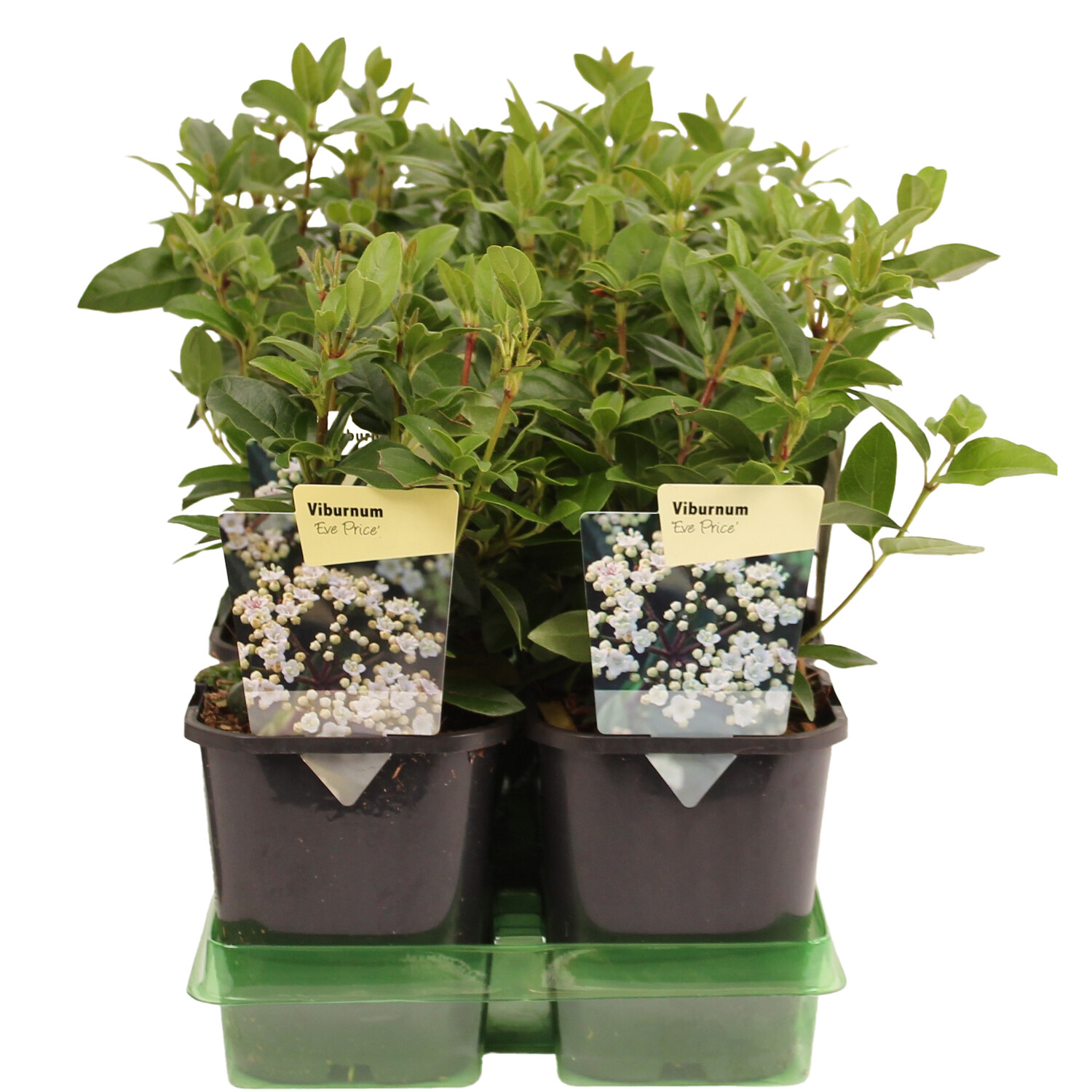 Viburnum Tinus Eve Price - Green Image 1