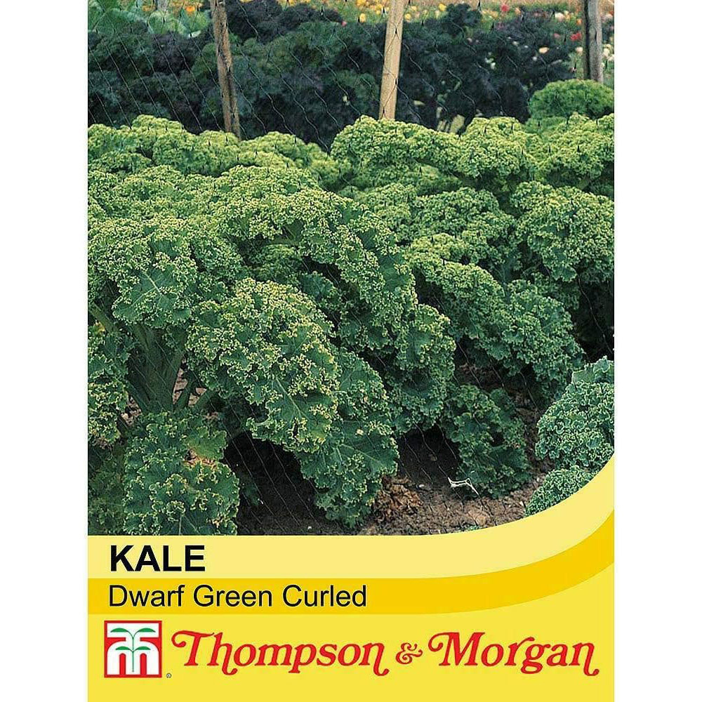 Thompson & Morgan Kale Dwarf Green Curled 400 Seeds Packet Image 2