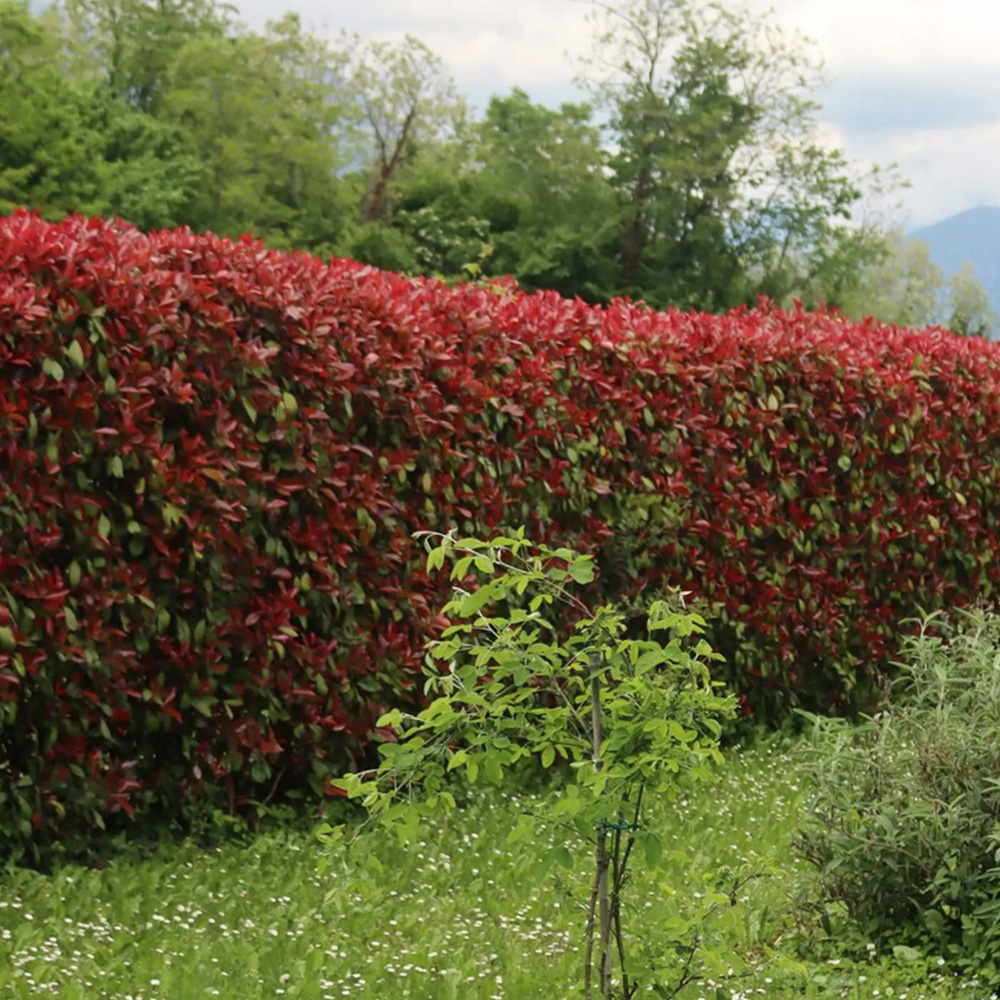 Inspirational Gifting Photinia Evergreen Bare Root Hedge Plant 30-60cm 5 Pack Image 6